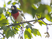 Rose breasted Grosbeak 7974
